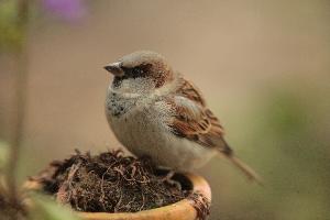 Amsel, Drossel, Fink und Star – alle sind nicht mehr da